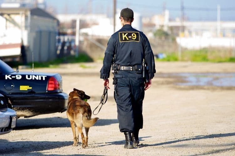 How One Police Dog's Courage Led to Life-Saving Legislation