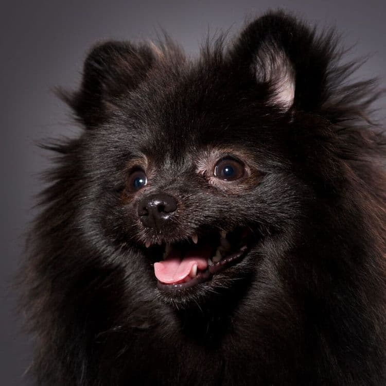 Meet Popcorn, The Pomeranian With A 3D-Printed Brain Shield