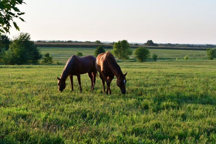 How A Social Media Campaign Helped Reunite A Family With Their Ponies