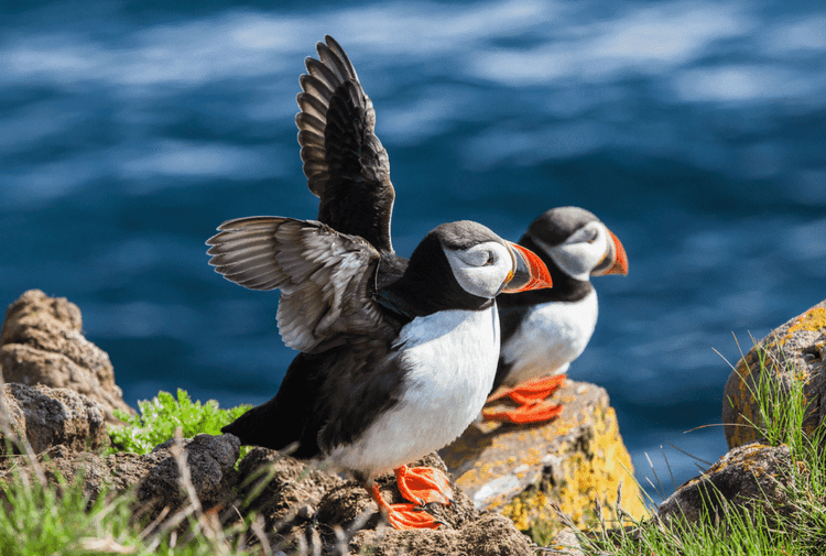 The Seabird Everyone Thought Was GONE Forever Just Came Home