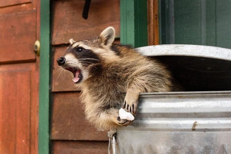 The Viral Drunk Raccoon Caught In The Act