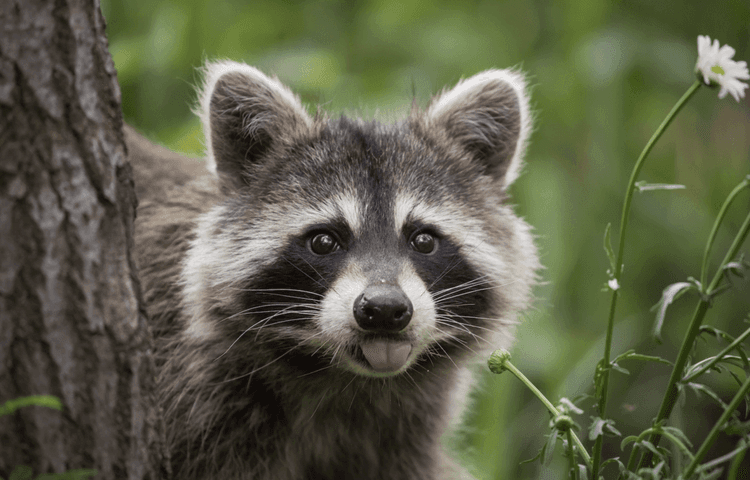 Drunk Raccoon Update: Over $180k Raised!