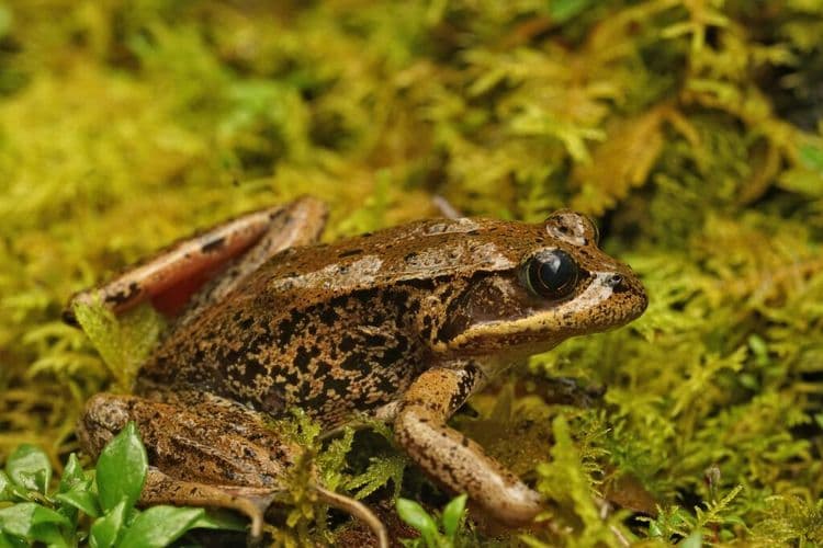 Famous Jumping Frog Came Back From Near Extinction