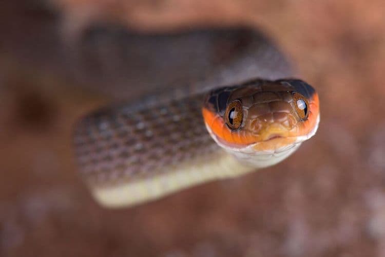 This Simple Act Of Kindness For A Snake Goes Viral