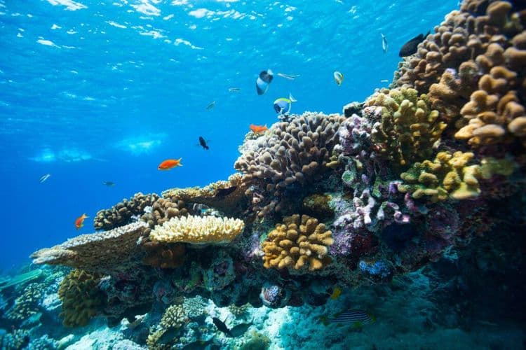 Scientists Discover World's Largest Coral Colony On The Great Barrier Reef