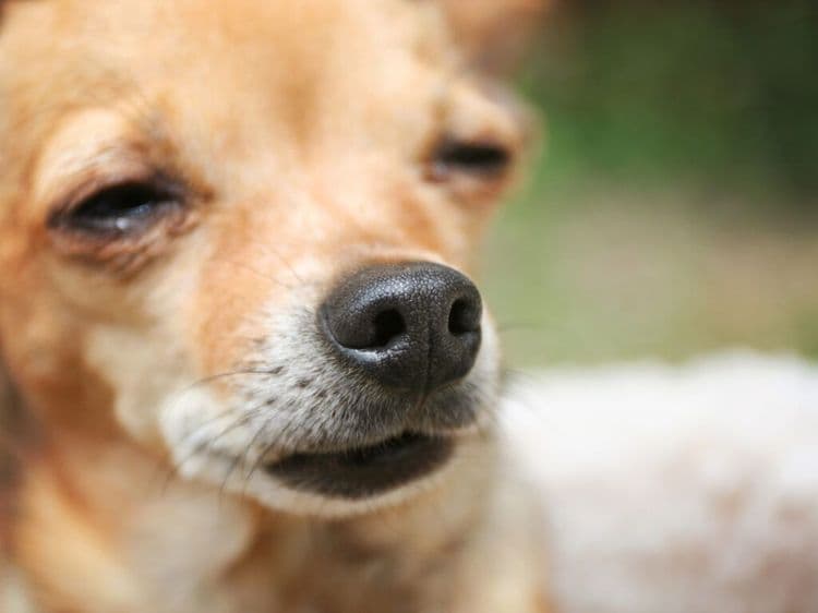 Rescue Chihuahua Only Responds To Spanish