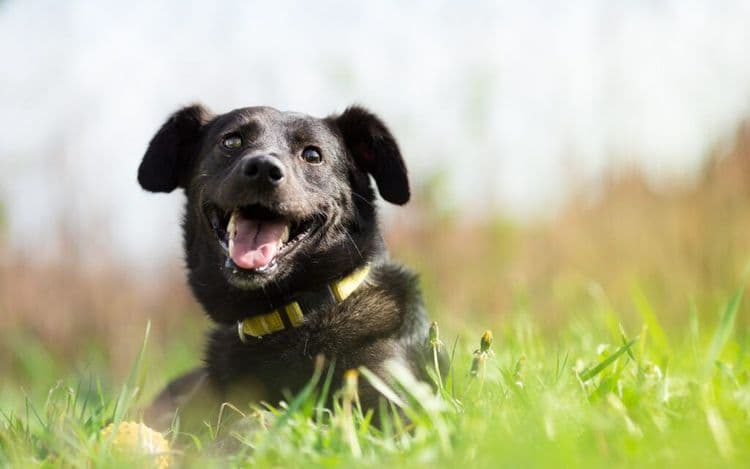 Shelter Dog’s Sixth Sense Saves Stranger