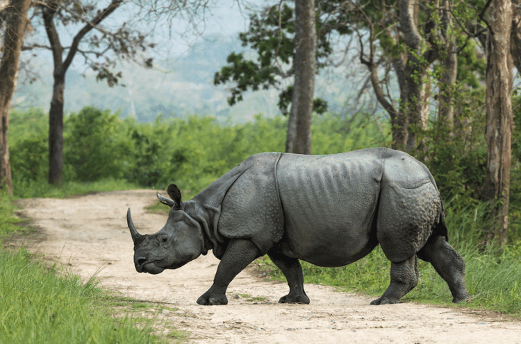 Record Year For Zero Rhino Poaching