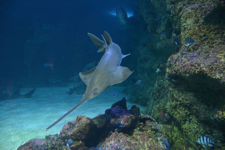 The "Extinct" Sea Creature That Just Returned