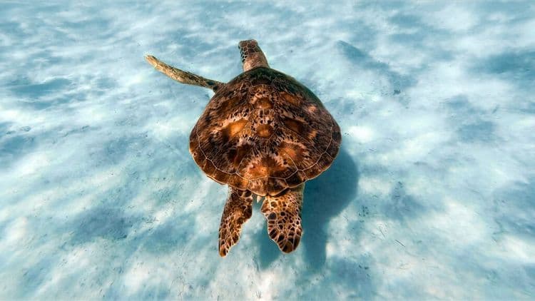 Meet The Three-Flippered Turtle Named Dilly Dally