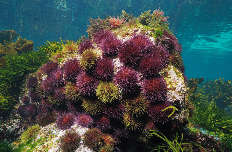 Zombie Urchin Wasteland Turned Into Underwater Paradise