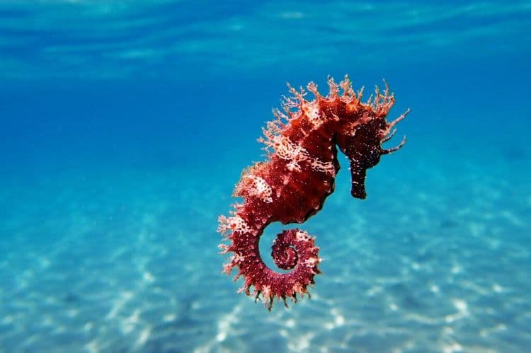 World's First Magical Seahorse National Park