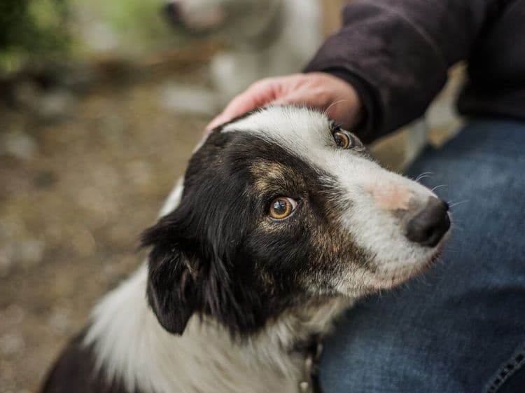What Happened When a Wolf Expert Met a Shelter's Longest Resident