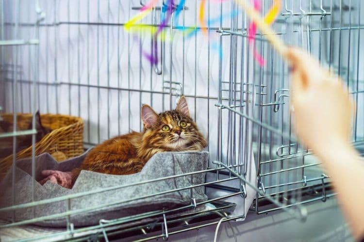 3,000 Special Needs Cats Found Forever Homes