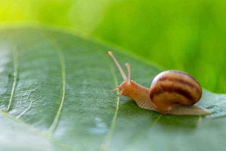 These Glowing Snails Just Made The COMEBACK Of The Century