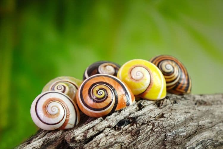 Scientists Race to Save the World's Most Beautiful Snails