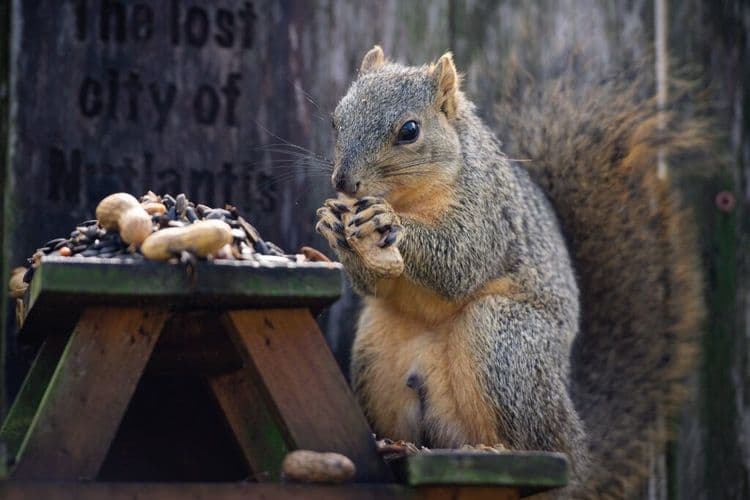 These Squirrels Ate Better Than Most PEOPLE On Thanksgiving