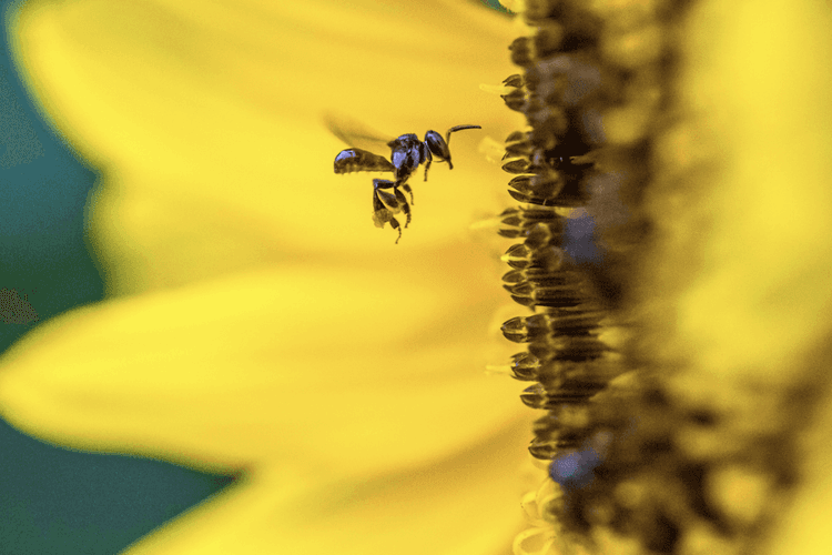 Ancient Pollinators Become First Insects With Legal Rights