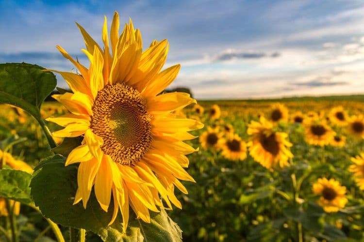 How Thousands of Sunflowers Became a Symbol of Support