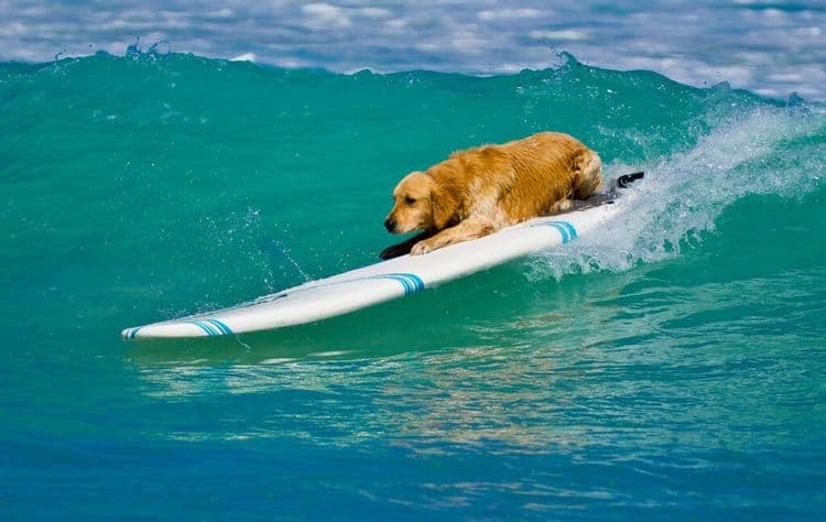 These Wave-Riding Canines Just Stole The Show
