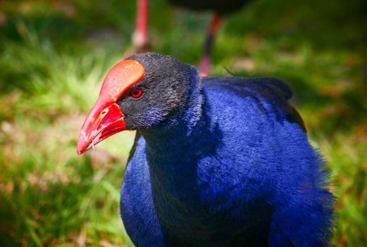 The Nature Graduate Who Sparked a Beautiful Chain of Wildlife Heroes