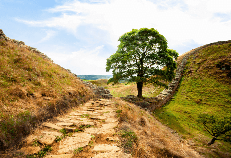 From Devastation Into Inspiration, The Sycamore Gap Timber