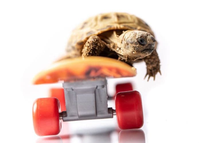This Injured Tortoise Just Got The Coolest Wheels Ever