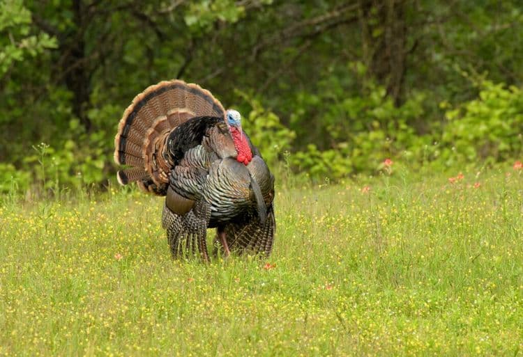 This 1986 Thanksgiving Tradition Is EXPLODING Now