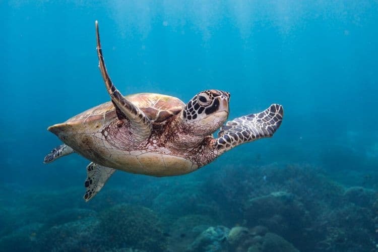 The Turtle Comeback Of The Century