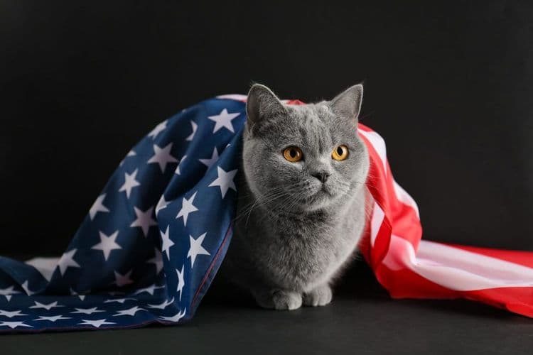 This Cat Is Running For President And Wants YOUR Pet As VP
