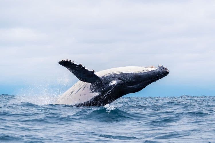 The Wildlife Comeback That's Breaking Records This Year