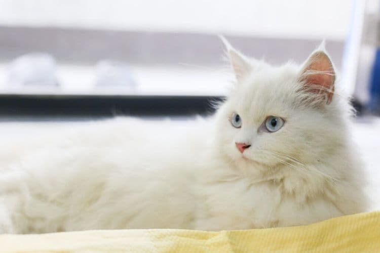 Meet the Special Cat Who's Bringing World Peace