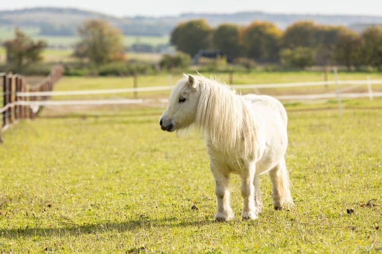 The Tiniest Therapy Animal Is Stealing Hearts
