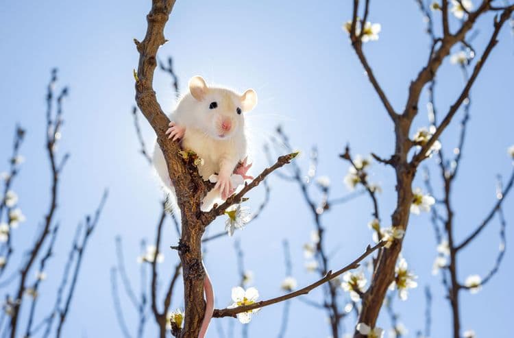 MAJOR Plan Announced To End Animal Testing