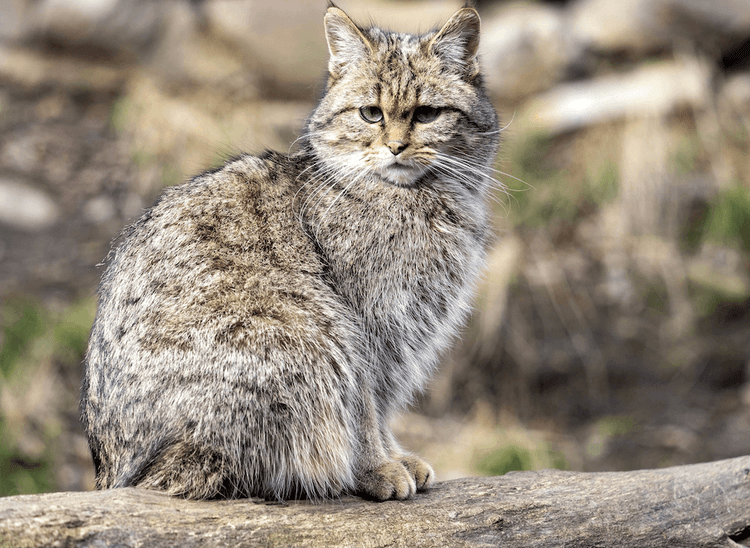 These Extinct Wildcats Are Coming BACK
