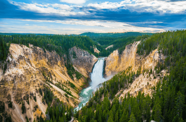 How Wolves Returning to Yellowstone Rewrote the Rules of Nature