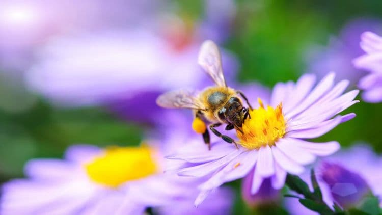 Scientists Taught Bees To Read Morse Code