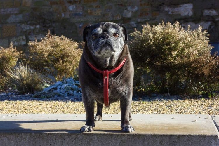 Austin Elects Its First Ever Dog Mayor