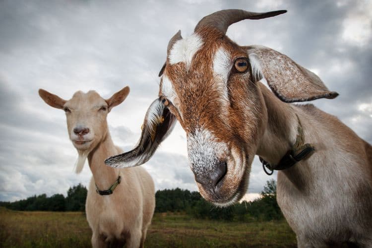 The Emergency Call That Led To An Unforgettable GOAT Rescue