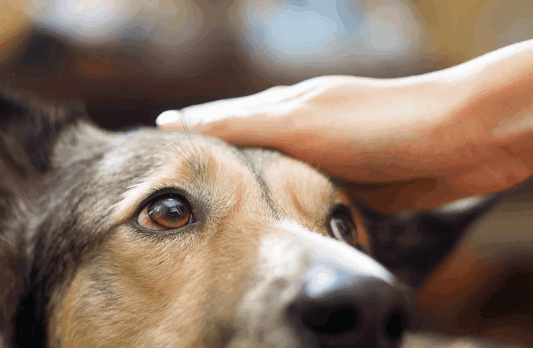 Amazing Dog's Urgent Barking Saves Entire Village