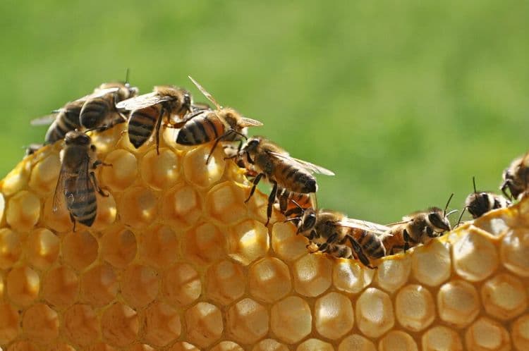 Prehistoric Bees Made Nests In Animal Bones
