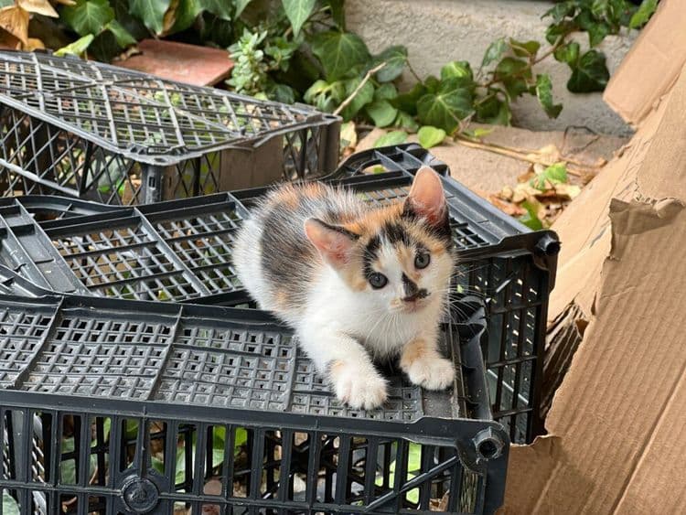 Four Kittens Get An Incredible Second Chance