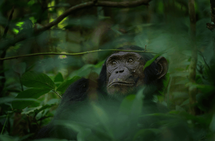 Jane Goodall's Final Gift To Humanity