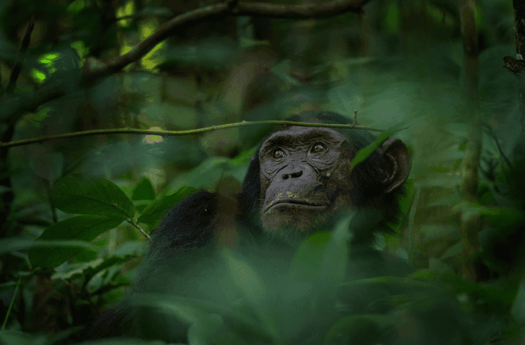 Jane Goodall's Final Gift To Humanity