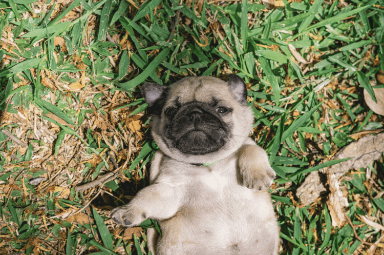 Senior Pug Gets Second Chance At Life