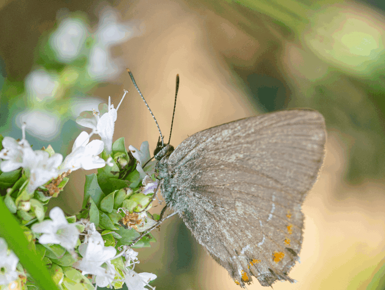 Ancient Survivor, New Butterfly Species Found in Alberta