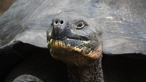 Two 100-Year-Old Tortoises Just Had Their First Babies