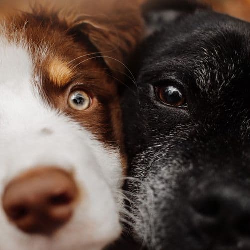 A Pill That Extends Dogs' Lives Is Close To FDA Approval