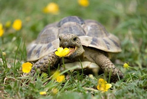 Tortoise Unlocks Sports Mode To Survive A Burning Shed