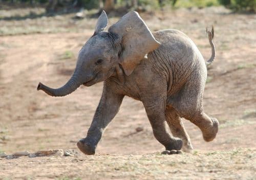 The Baby Elephant Who Won Over The Internet And Her Own Public Vote